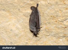 Attēlu rezultāti vaicājumam “Myotis dasycneme”