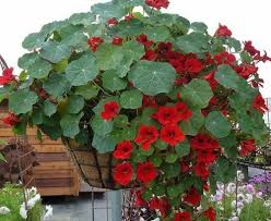 Image result for Tropaeolum majes