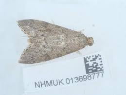 Attēlu rezultāti vaicājumam “Udea prunalis”