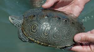 Image result for Malaclemys terrapin