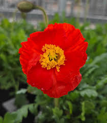 Image result for Papaver nudicaule