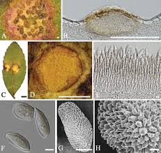 Attēlu rezultāti vaicājumam “Phragmidium sp.”