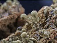 Attēlu rezultāti vaicājumam “Cribraria tenella”