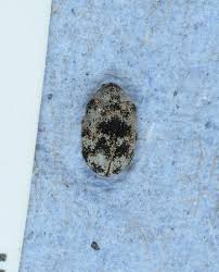 Attēlu rezultāti vaicājumam “Anthrenus sp.”