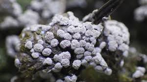 Attēlu rezultāti vaicājumam “Fuligo luteonitens macro”