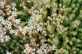 Attēlu rezultāti vaicājumam “Sedum pallidum flower”
