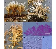 Attēlu rezultāti vaicājumam “Lentaria sp.”