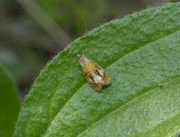 Attēlu rezultāti vaicājumam “Olethreutes arcuella”