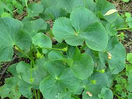 Attēlu rezultāti vaicājumam “Caltha palustris leaf”
