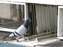 Image result for Meridian Racing Pigeon Lofts