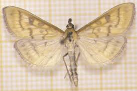 Attēlu rezultāti vaicājumam “Mecyna flavalis”