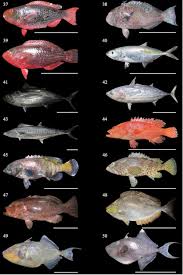 Image result for Scarus rubroviolaceus