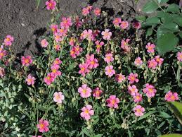 Attēlu rezultāti vaicājumam “Helianthemum x hybridum”