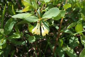 Attēlu rezultāti vaicājumam “Lonicera caerulea var. pallasii flower”