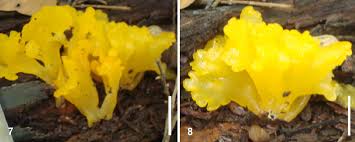 Attēlu rezultāti vaicājumam “Dacrymyces chrysospermus spores”