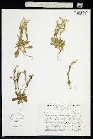 Attēlu rezultāti vaicājumam “Polygala amarella”