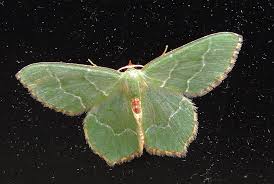 Attēlu rezultāti vaicājumam “Hemithea aestivaria”