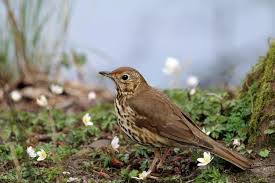 Attēlu rezultāti vaicājumam “Turdus pilaris adult”