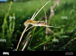 Attēlu rezultāti vaicājumam “Lasiocampa trifolii”