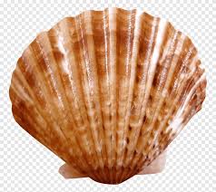 Image result for Placopecten magellanicus