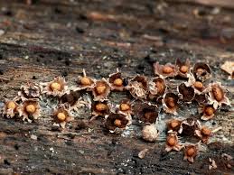 Attēlu rezultāti vaicājumam “Diderma floriforme”