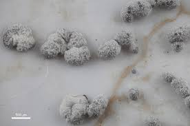 Attēlu rezultāti vaicājumam “Physarum obscurum plasmodium”