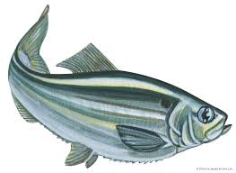 Image result for Alosa chrysochloris