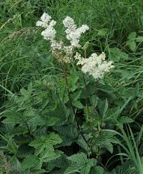 Attēlu rezultāti vaicājumam “Filipendula ulmaria  flower”