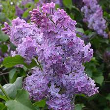 Image result for flieder