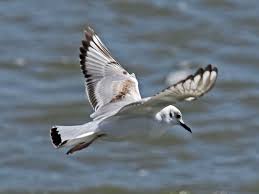 Image result for Chroicocephalus philadelphia