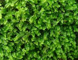 Attēlu rezultāti vaicājumam “Chiloscyphus polyanthos”