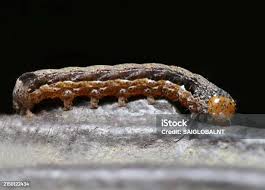 Attēlu rezultāti vaicājumam “Nematus salicis larva”