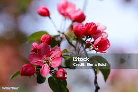 Attēlu rezultāti vaicājumam “Malus purpurea”