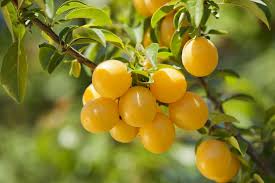 Attēlu rezultāti vaicājumam “Prunus domestica subsp. domestica fruit”