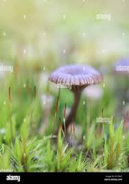 Attēlu rezultāti vaicājumam “Arrhenia spatulata”