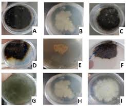 Attēlu rezultāti vaicājumam “Diderma subincarnatum young”