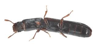 Attēlu rezultāti vaicājumam “Colloderma sp.”