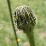 Attēlu rezultāti vaicājumam “Hypochaeris maculata leaf”