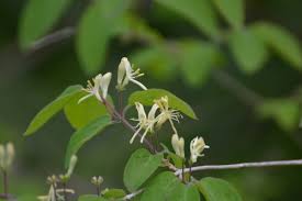 Attēlu rezultāti vaicājumam “Lonicera xylosteum flower”