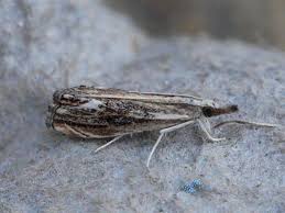 Attēlu rezultāti vaicājumam “Catoptria verellus”