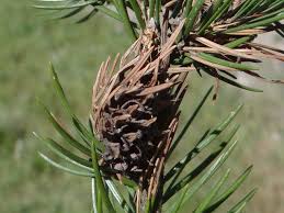 Attēlu rezultāti vaicājumam “Adelges laricis”