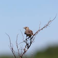 Attēlu rezultāti vaicājumam “Alauda arvensis adult”