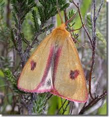 Attēlu rezultāti vaicājumam “Diacrisia sannio male”