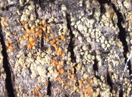 Attēlu rezultāti vaicājumam “Chaenotheca ferruginea”