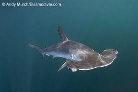 Image result for Sphyrna corona