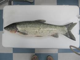 Image result for Ctenopharyngodon idella