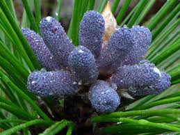 Attēlu rezultāti vaicājumam “Polymerus palustris”