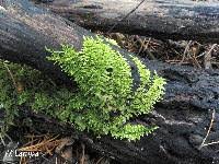 Attēlu rezultāti vaicājumam “Sciuro-hypnum reflexum sporophyte”