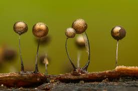 Attēlu rezultāti vaicājumam “Collaria arcyrionema macro”