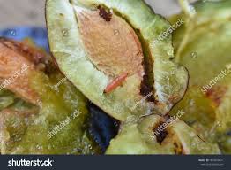 Attēlu rezultāti vaicājumam “Grapholita funebrana larva”